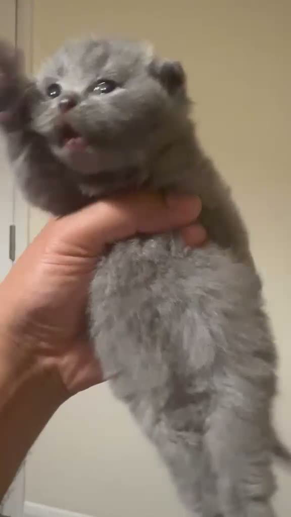 Scottish Fold cats for sale: Scottish Fold Toys - Video 1
