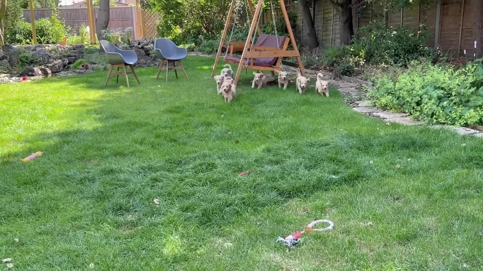 Goldendoodle dogs for sale: LAST THREE! Golden doodle pups from a loving home - Video 3