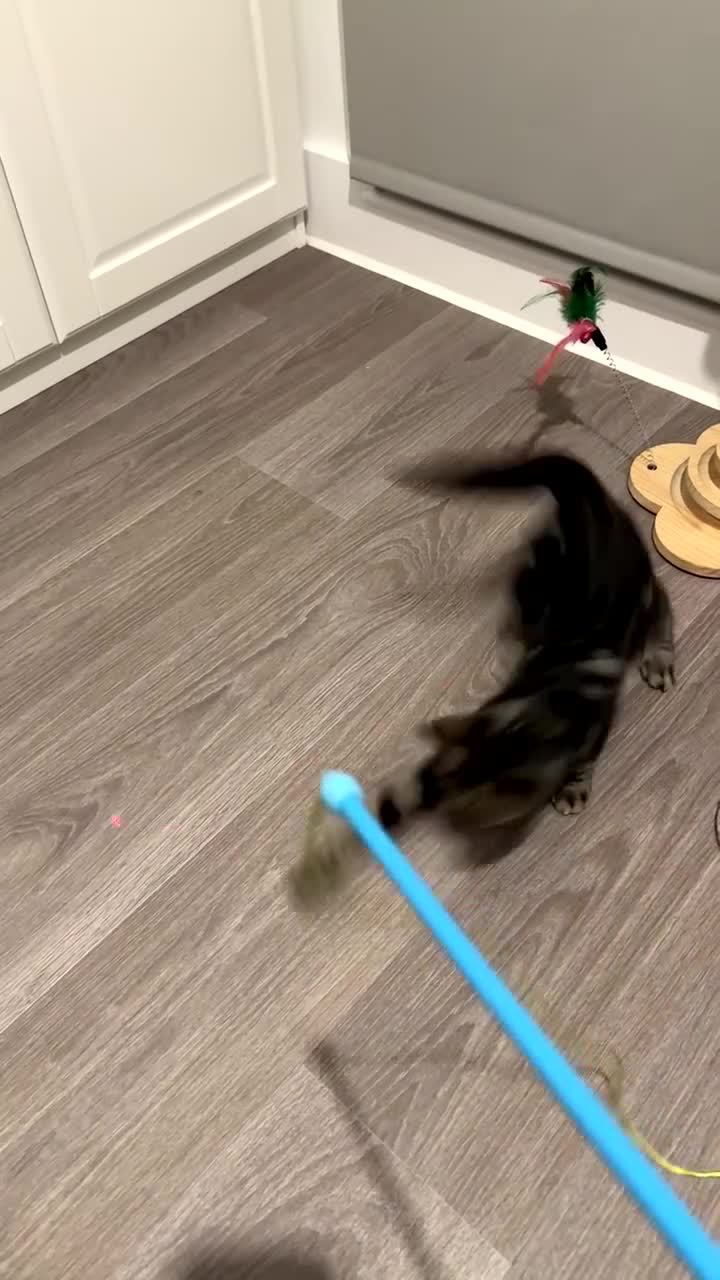 Mixed Breed cats for sale: 21 week old male kitten  - Video 1