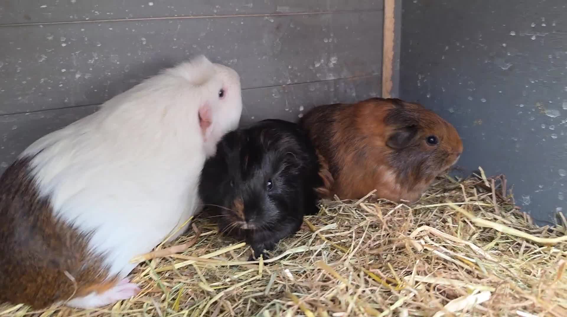 Guinea Pig rodents for sale: 1 male  - Video 2