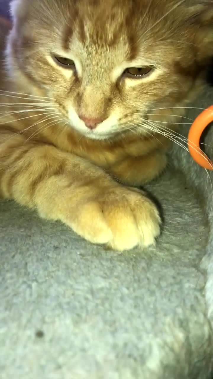 Maine Coon cats for sale: Maine coon cat  in London - Video 1