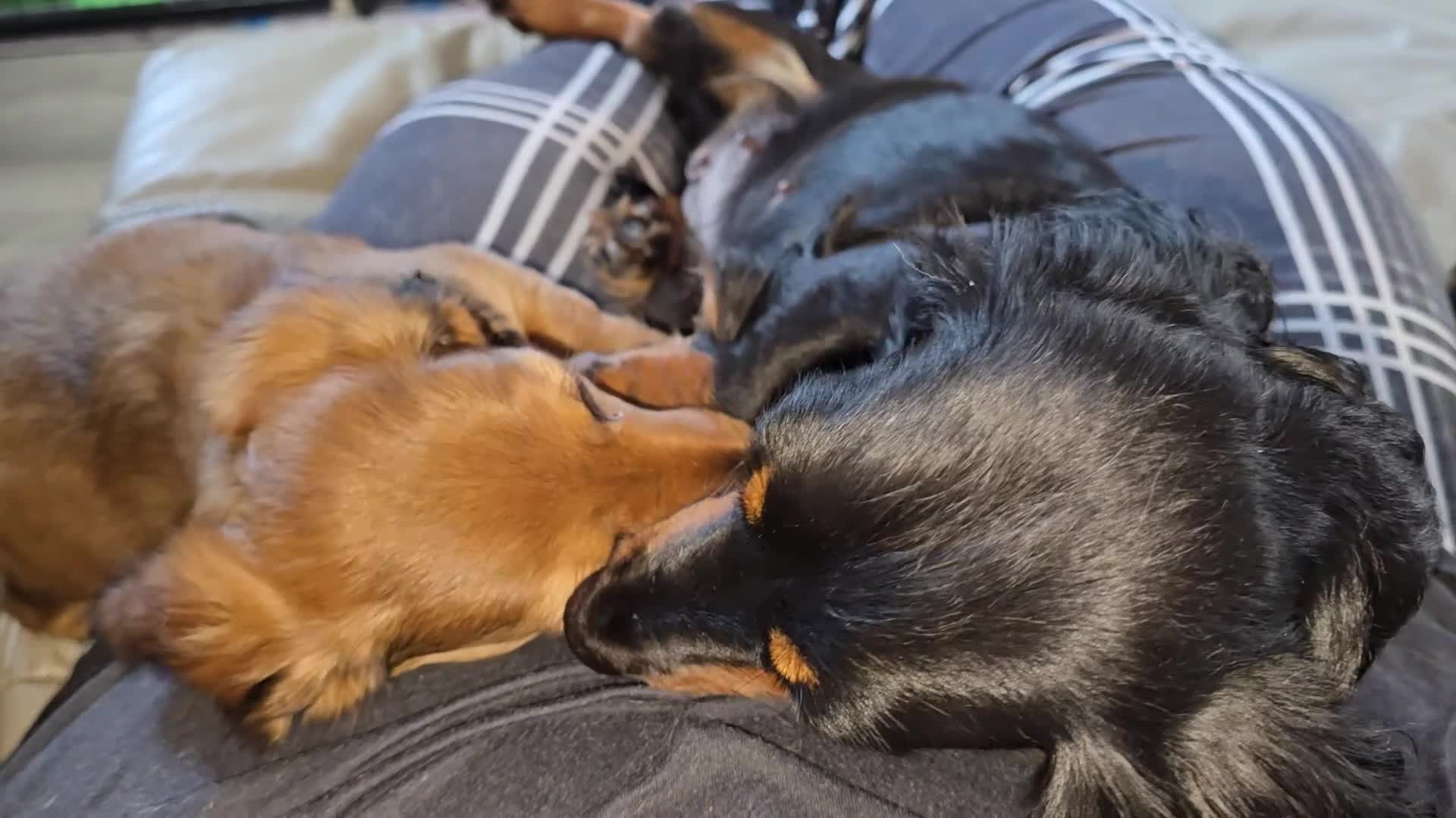 Miniature Dachshund dogs for sale: 🎉REDUCED🎉 1 GIRL RTG! Longhair Mini Dachshund - Video 1