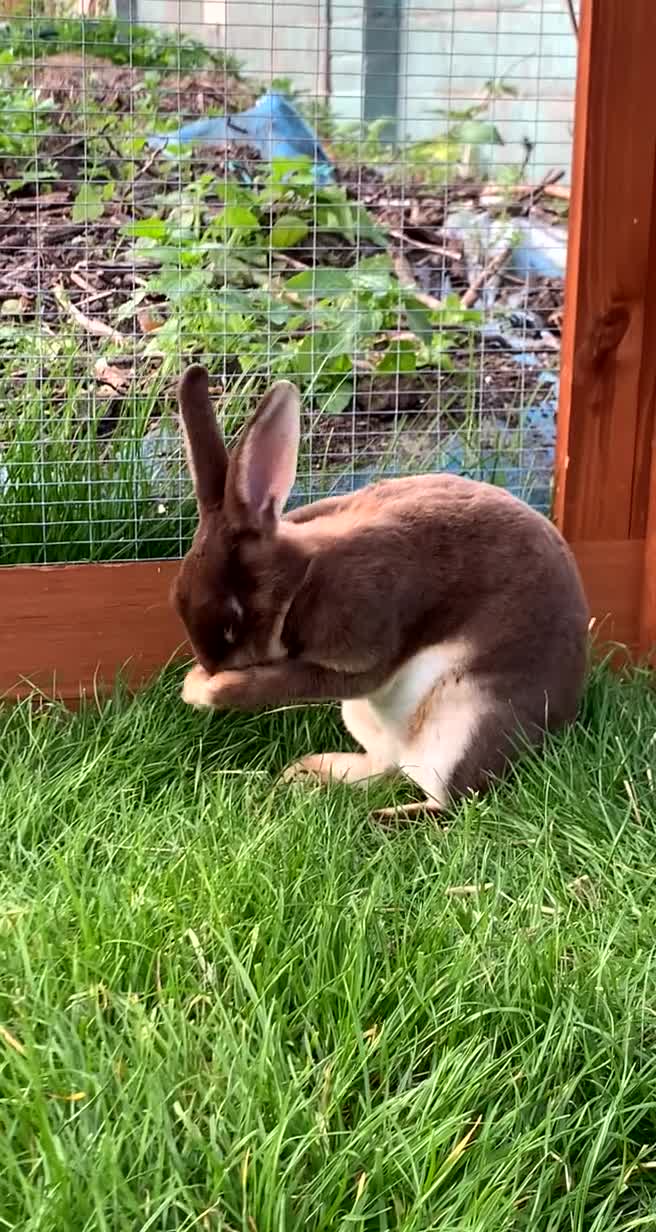 Rex rabbits for sale: 3 Bonded female rabbits  - Video 1