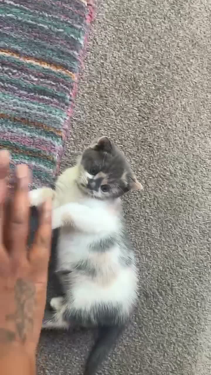 Mixed Breed cats for sale: Beautiful female kittens in Ipswich - Video 3