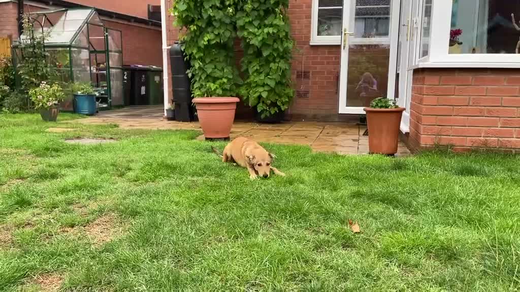 Mixed Breed dogs for adoption: ORLA - FOR ADOPTION  in Aylesbury - Video 3