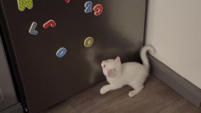 Mixed Breed cats for sale: Beautiful kittens, 1girl, 2 boys  - Video 2