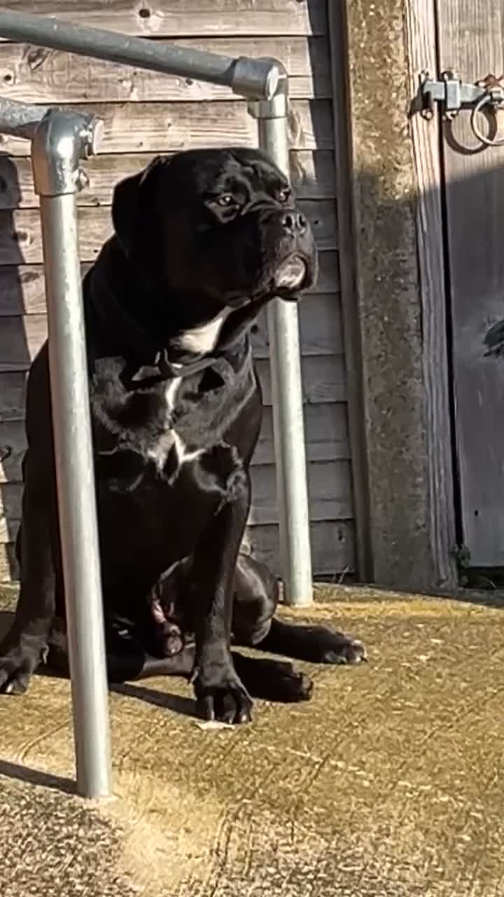 Mixed Breed dogs for sale: Rocco - Video 2