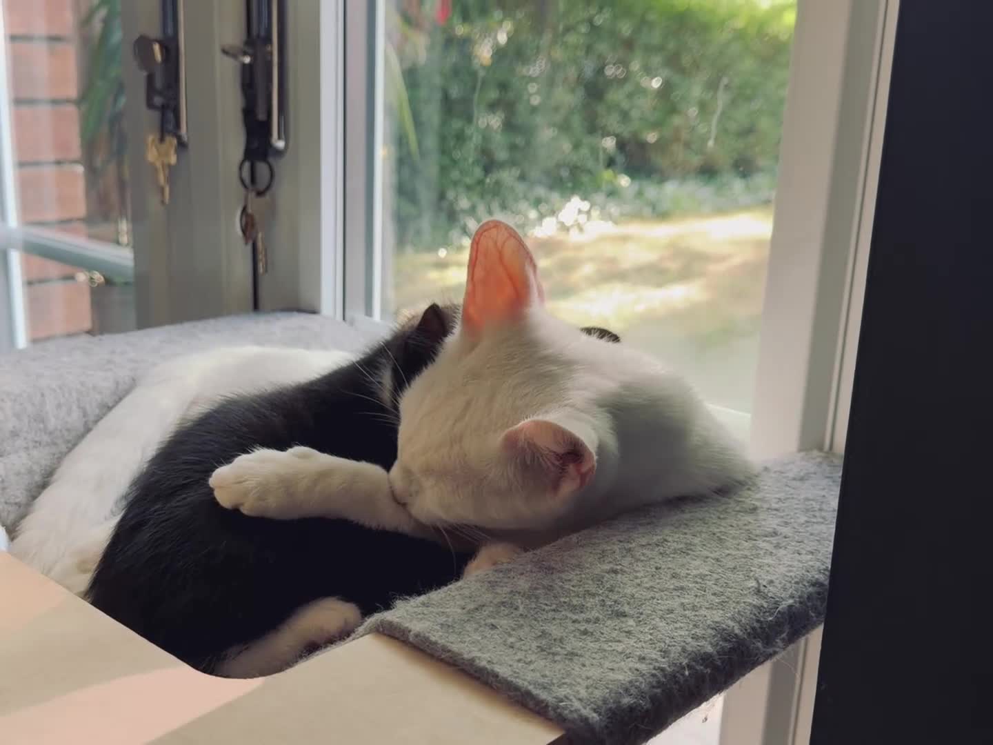 Mixed Breed cats for sale: Meet Darwin calm affectionate little gentleman 🐾 in Kingston upon Thames - Video 1