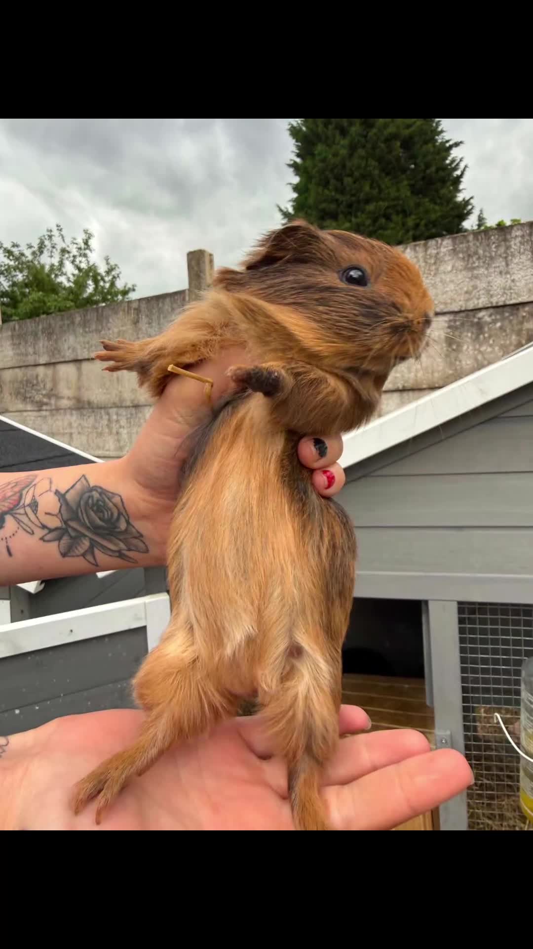 Guinea Pig rodents for sale: 1 male  - Video 3