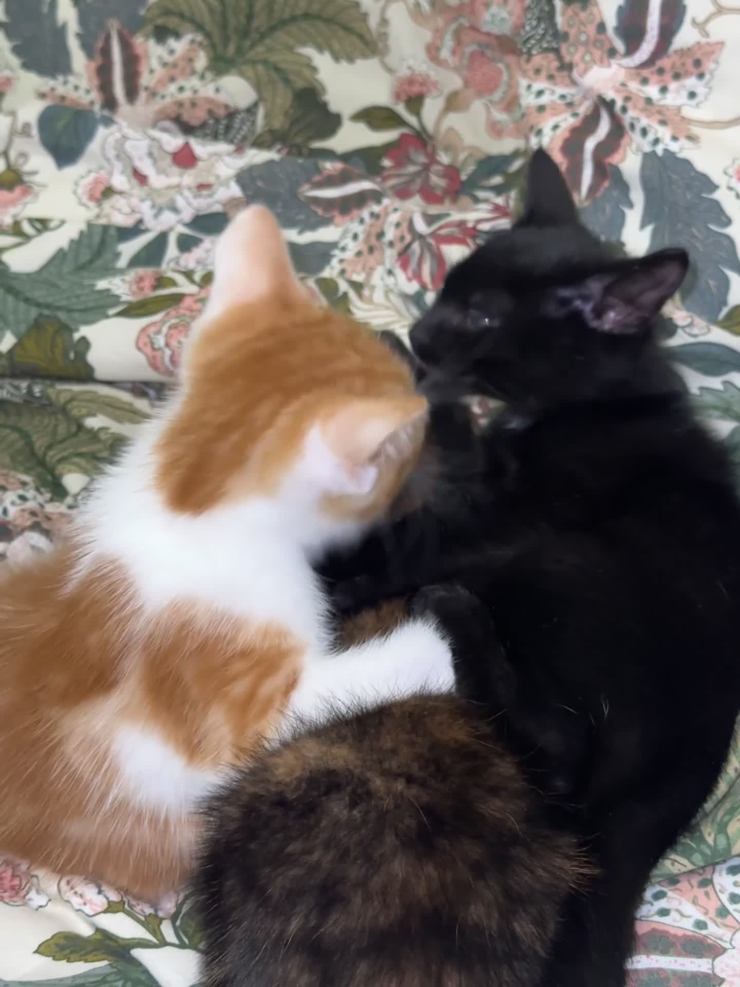 Mixed Breed cats for sale: 3 Kittens Looking for Their Forever Homes in Kenley - Video 1