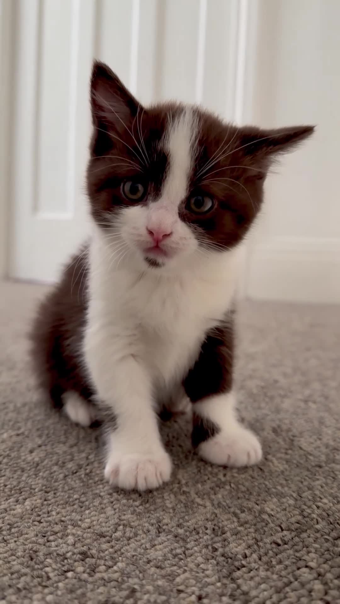 Scottish Fold cats for sale: Stunning Chocolate & White Scottish Kitten  in London - Video 2