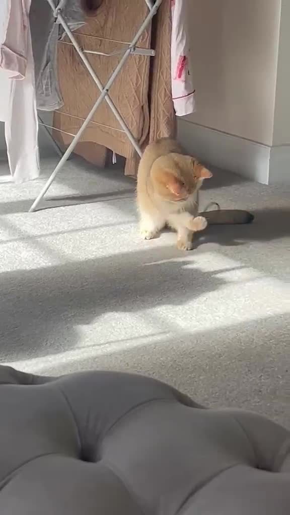 British Shorthair cats for sale: British Shorthair Golden Shaded Champion Bloodline - Video 1
