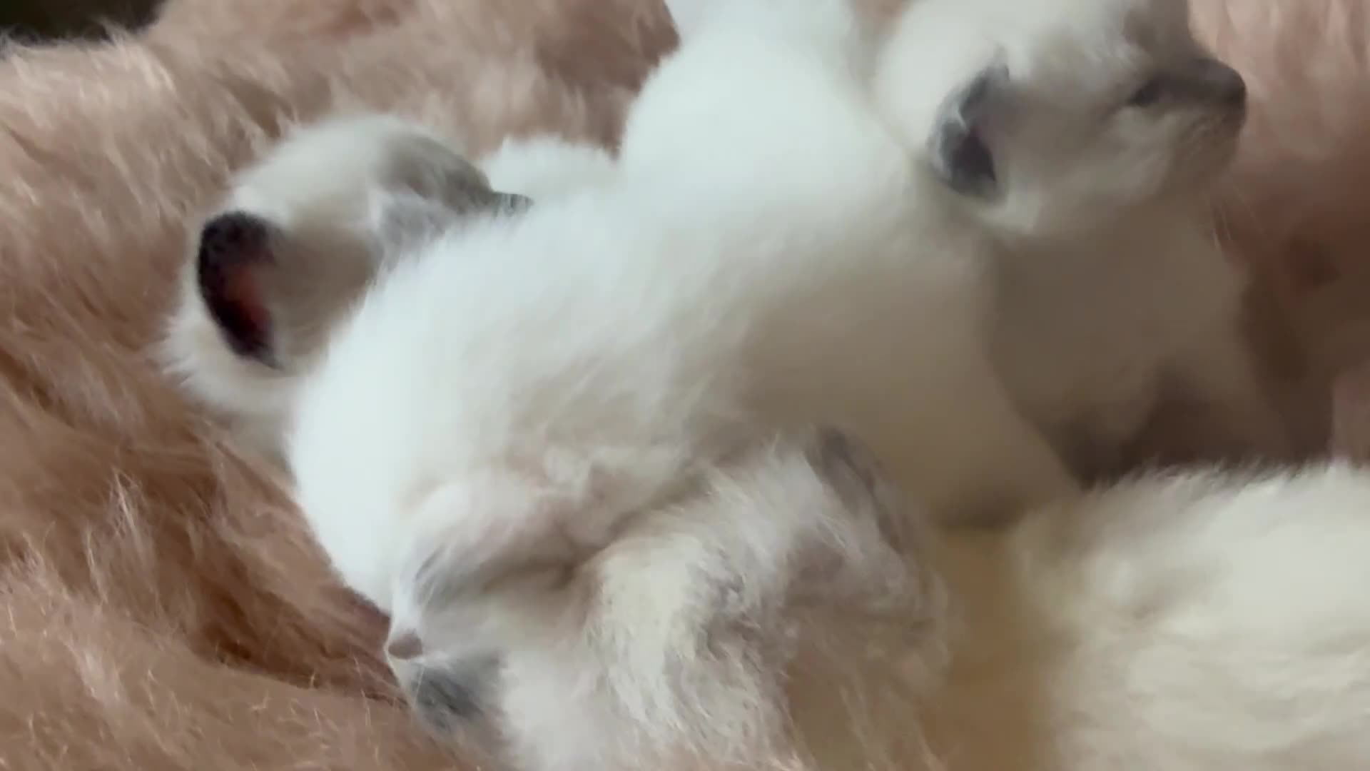 Ragdoll cats for sale: Stunning ragdoll babies! 😻😽 - Video 3