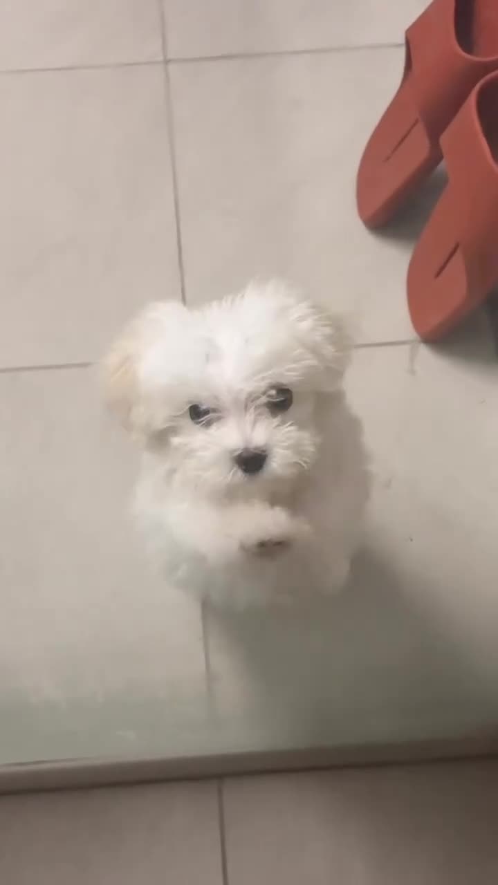 Maltese dogs for sale: Beautiful Maltese puppy  - Video 1