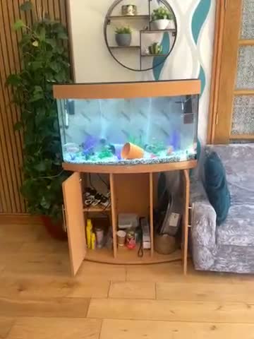 Other/Mixed Breed fish for sale: Very healthy and beautiful fish for sale in Peterborough - Video 1