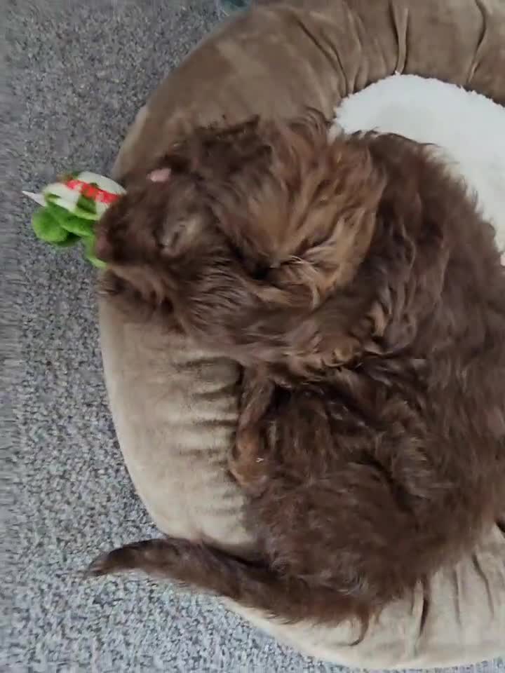 Cockapoo dogs for sale: Brownie cockapoo - Video 1