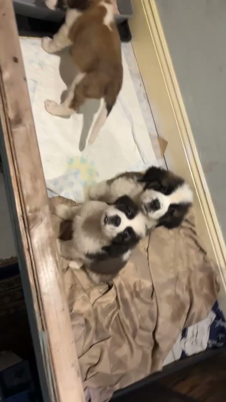 Saint Bernard dogs for sale: Beautiful saint Bernard litter *3 left see video - Video 1