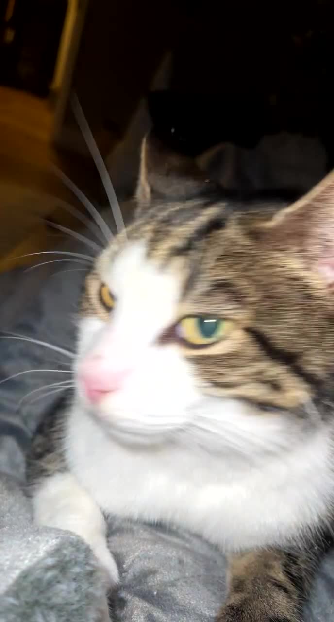 British Shorthair cats for sale: Male cat for rehoming - Video 1