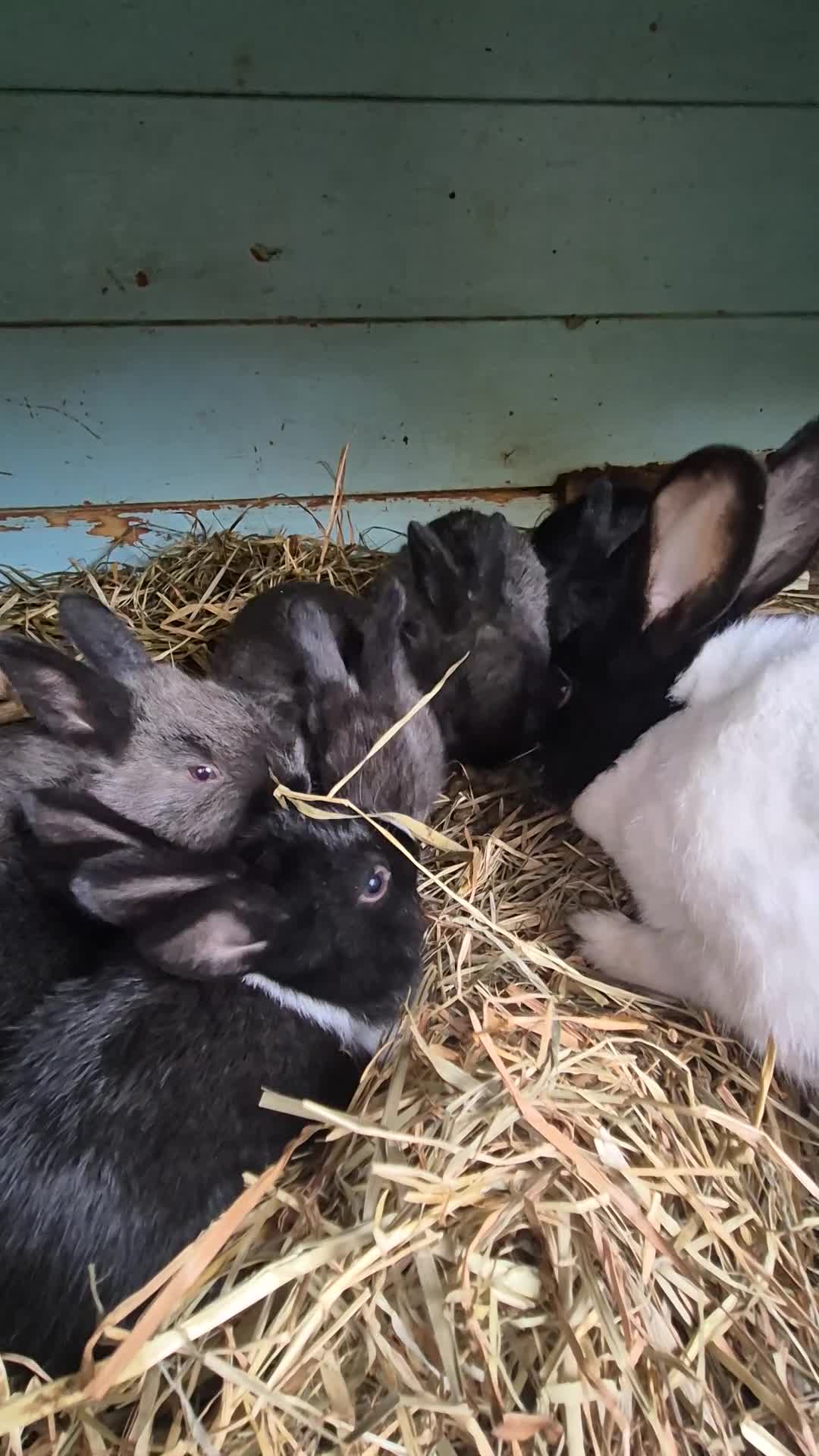 Dutch rabbits for sale: Dutch kits  - Video 1