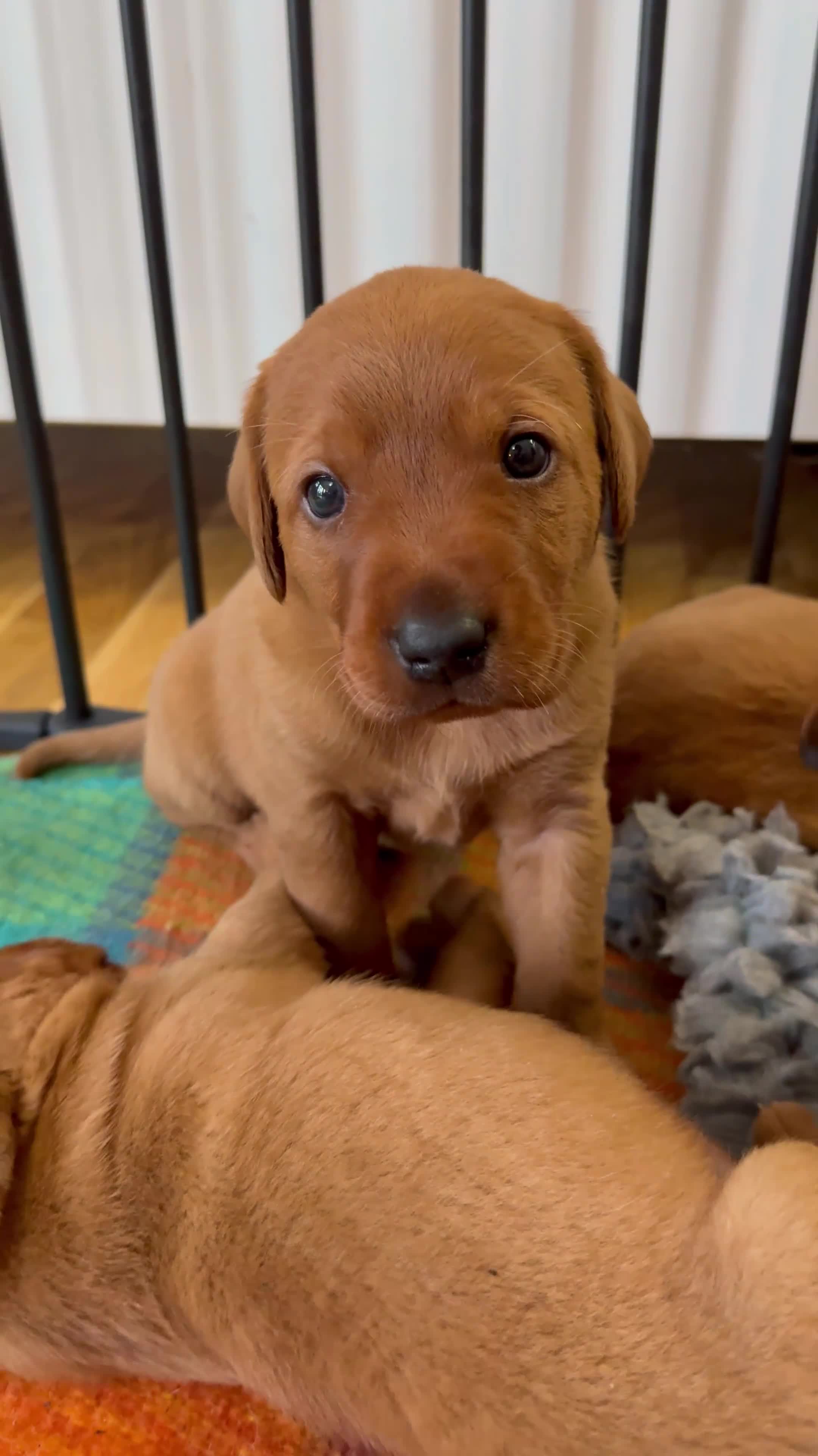 Labrador Retriever dogs for sale: Beautiful KC Registered Fox Red Labrador Pups - Video 2