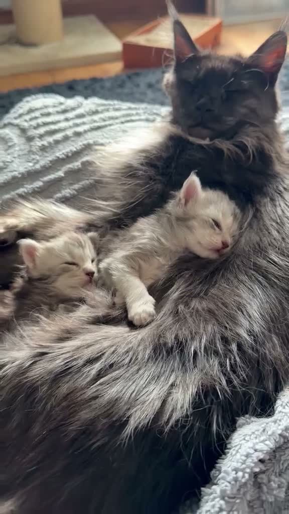 Maine Coon cats for sale: Beautiful pedigree Mainecoon kittens - Video 2