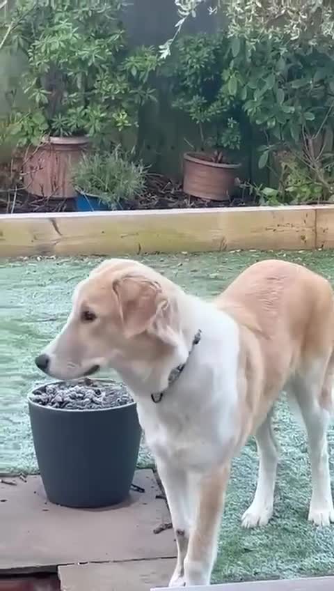 Mixed Breed dogs for sale: 💚 Lovely Lisa 💚 - Video 1