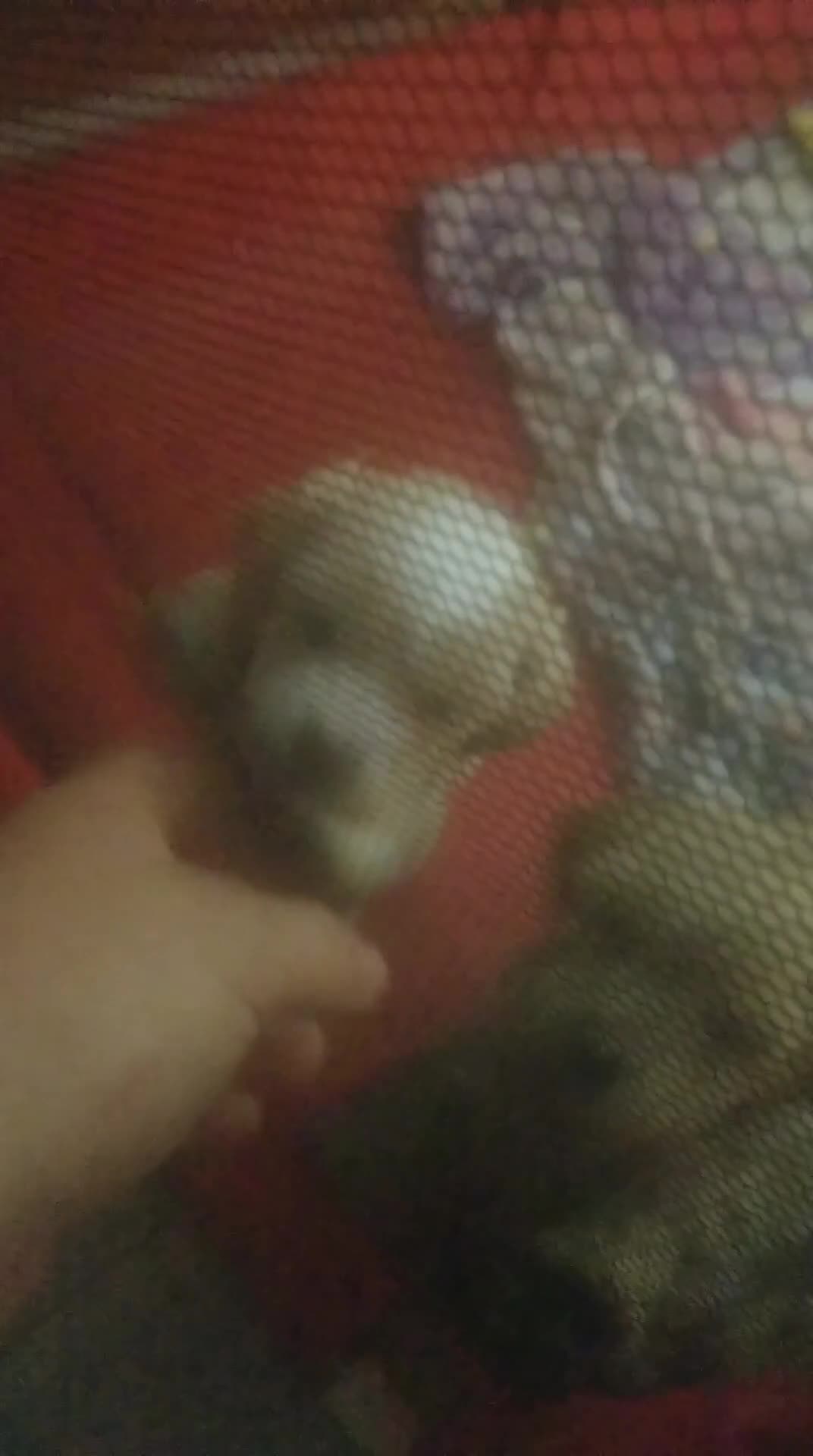 Shihpoo dogs for sale: Last f1b shihpoo left £850 - Video 2