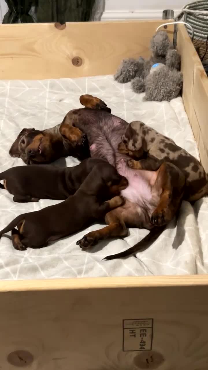 Miniature Dachshund dogs for sale: 2 little ladies KC registered  - Video 2