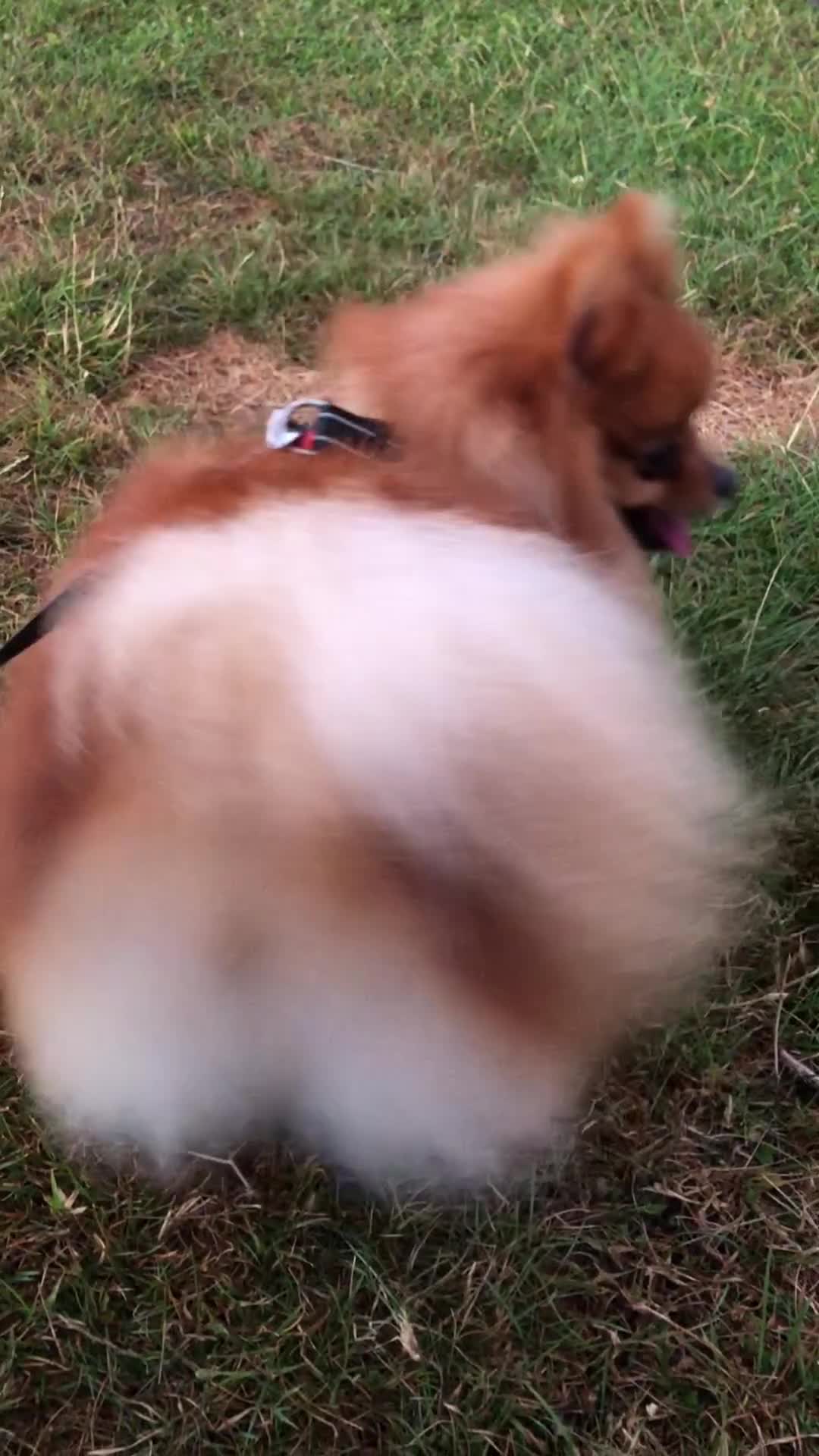 Pomeranian dogs for stud: Orange Pomeranian Stud  - Video 1