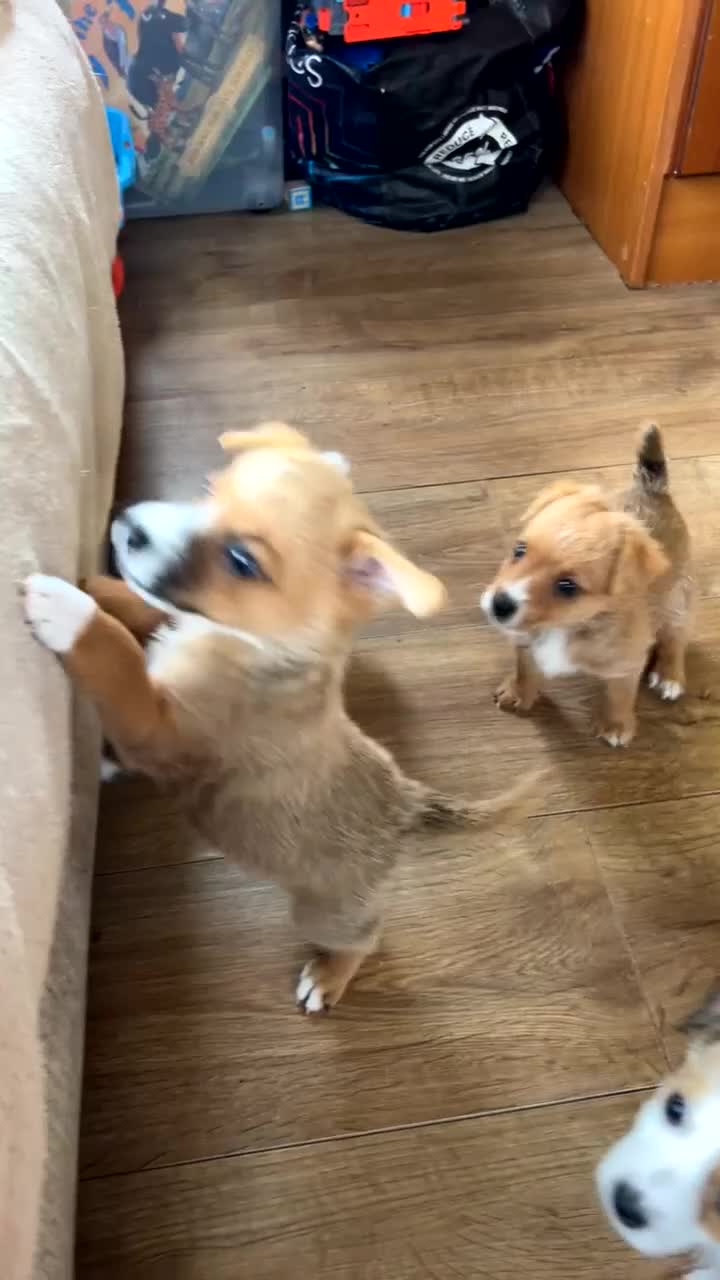 Jack Russell dogs for sale: beautiful jack Russell puppies - Video 1