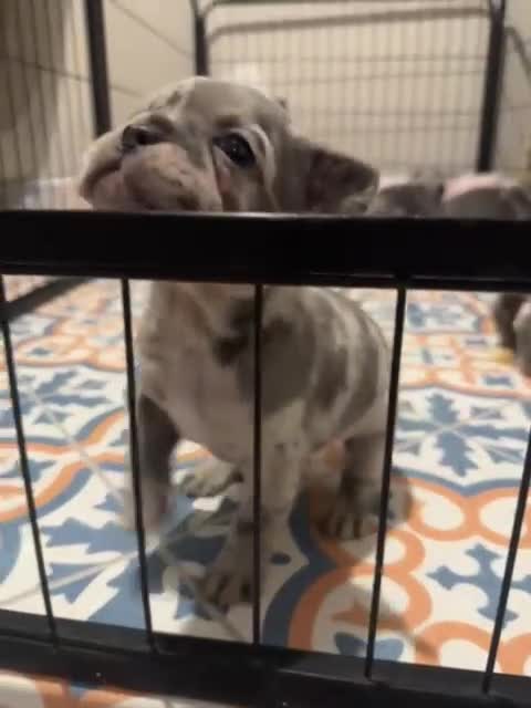 French Bulldog dogs for sale: Pink fluffy mum Merle dad  - Video 1