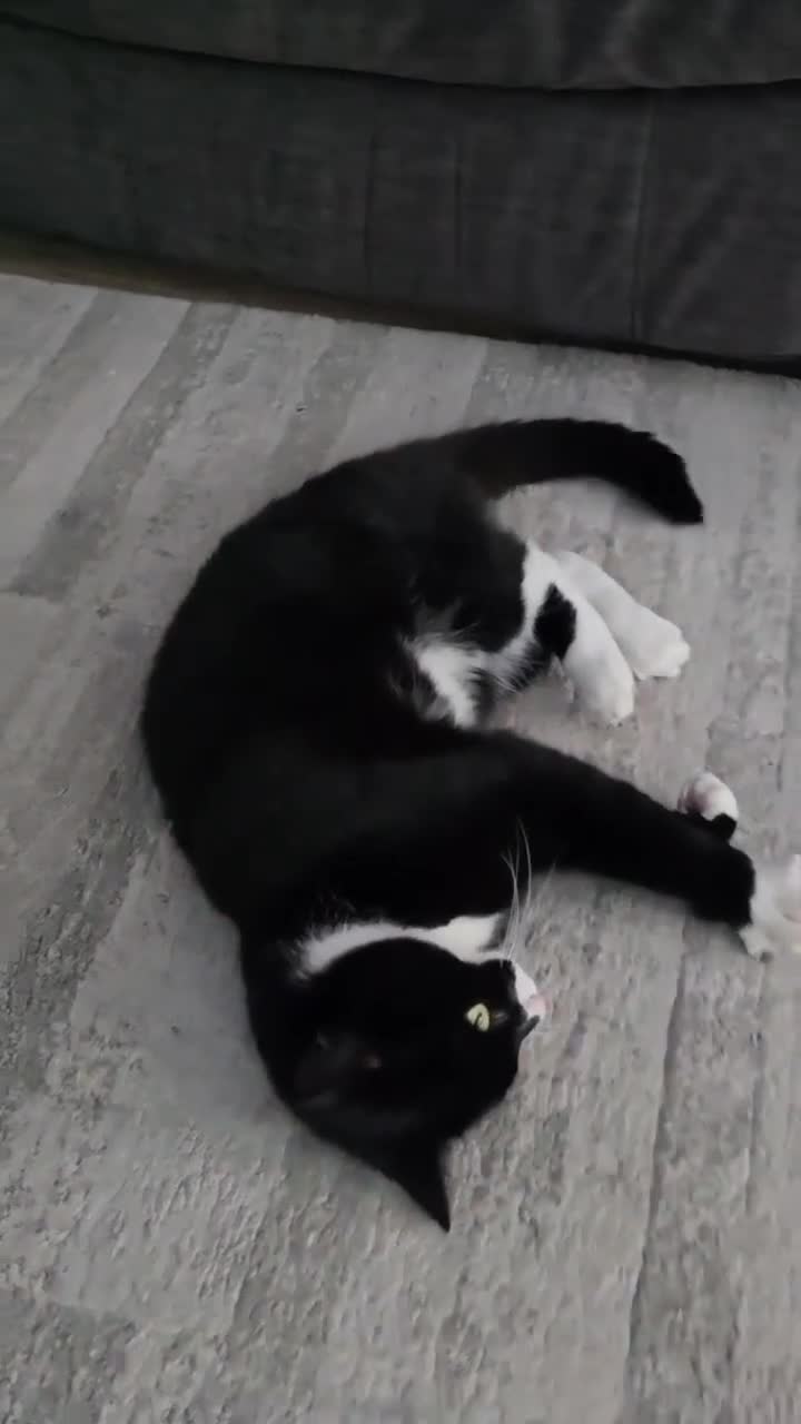 British Shorthair cats for sale: Two handsome, loving cats that go by Jam and Oat in Leicester - Video 1