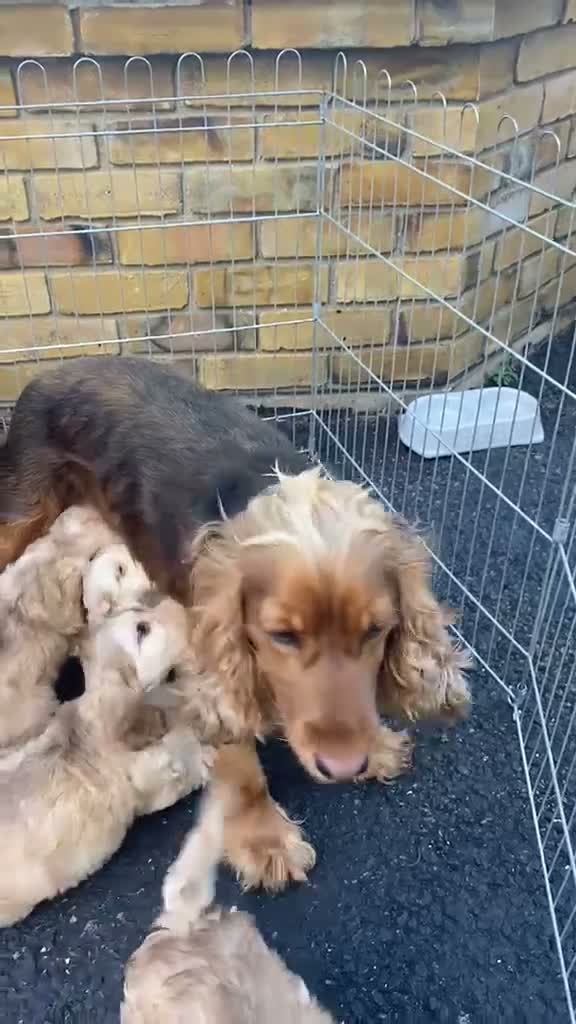 Cockapoo dogs for sale: Cockapoo puppies - Video 1