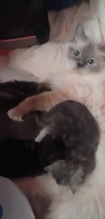 Mixed Breed cats for sale: 1 boy and 1 girl kitten - Video 1