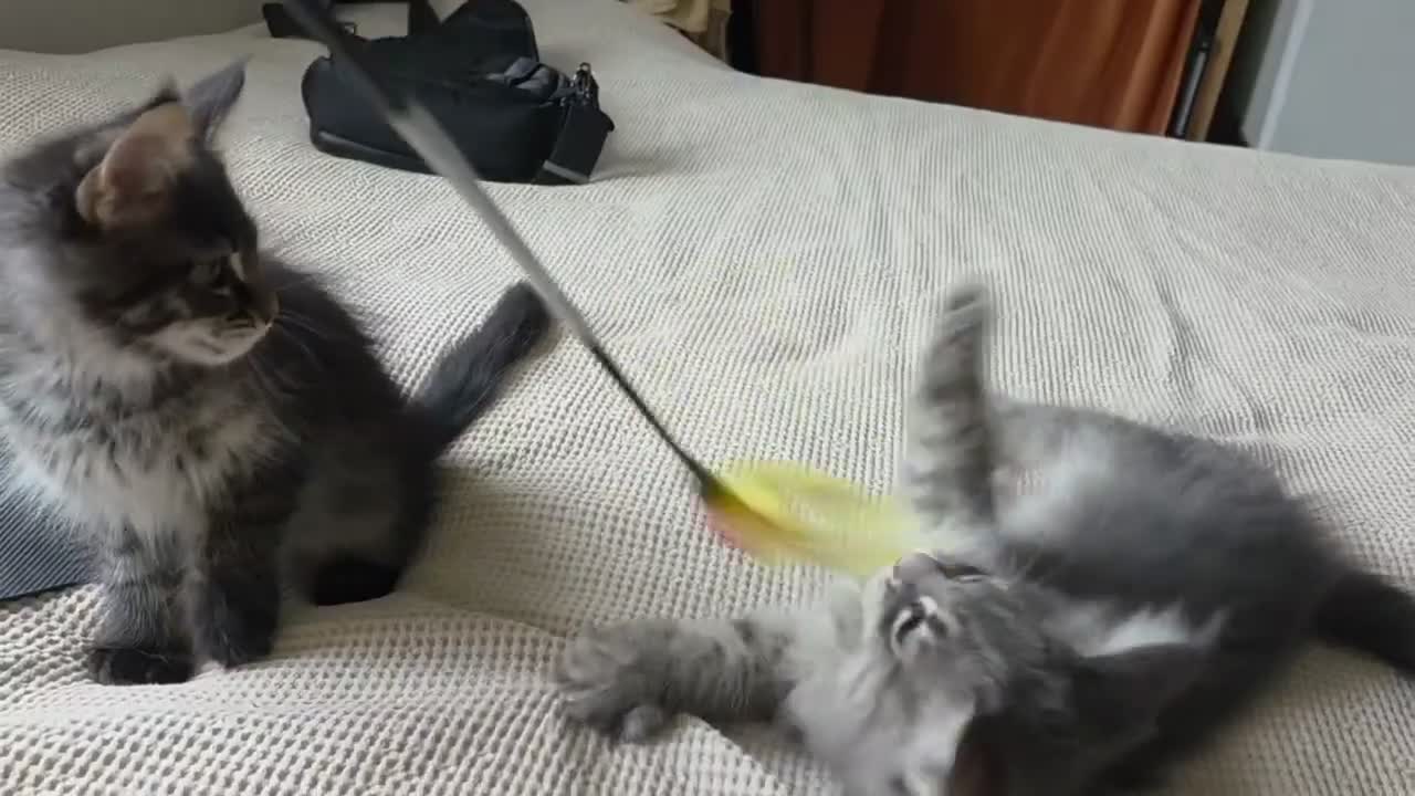 Maine Coon cats for sale: Maine coon kitten  - Video 1