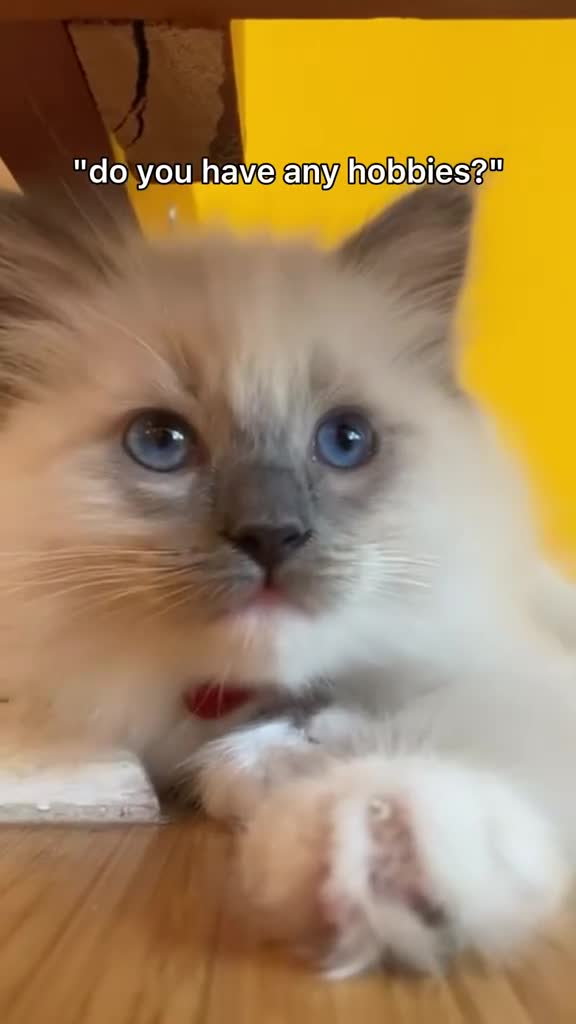 Ragdoll cats for sale: Ragdoll kittens available  - Video 5