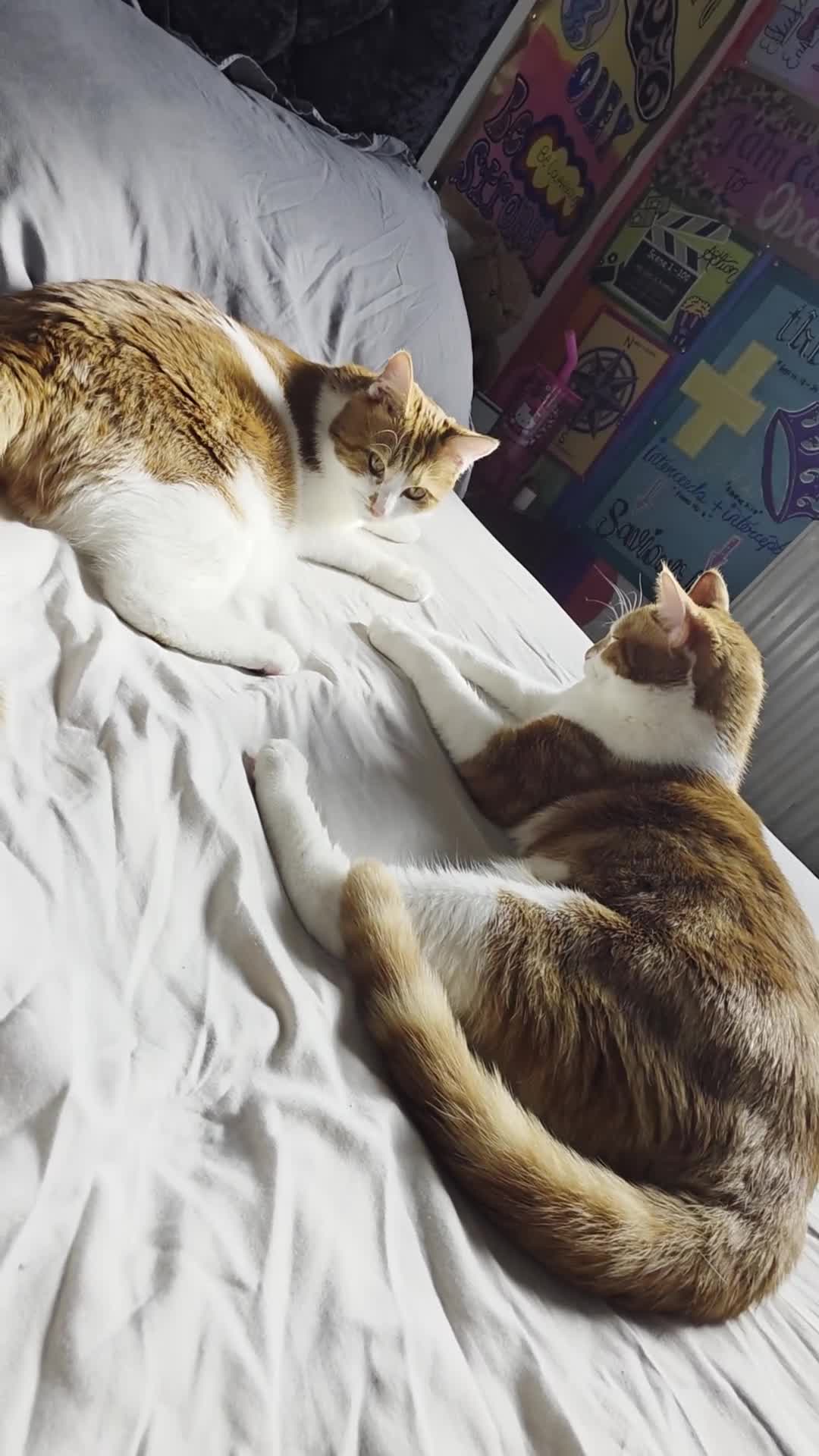 British Shorthair cats for sale: ONE MALE AND TWIN GIRLS  in Northolt - Video 1