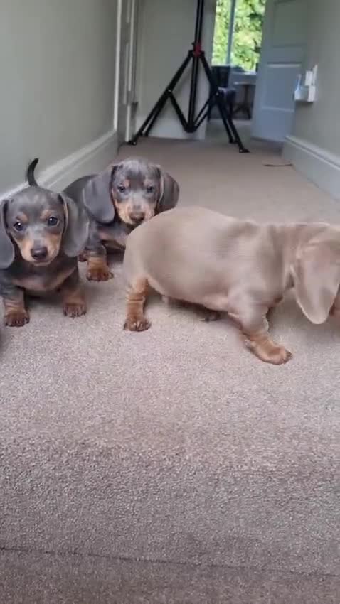 Dachshund dogs for sale: Male 1 Lilac & Tan Isabella - Video 1