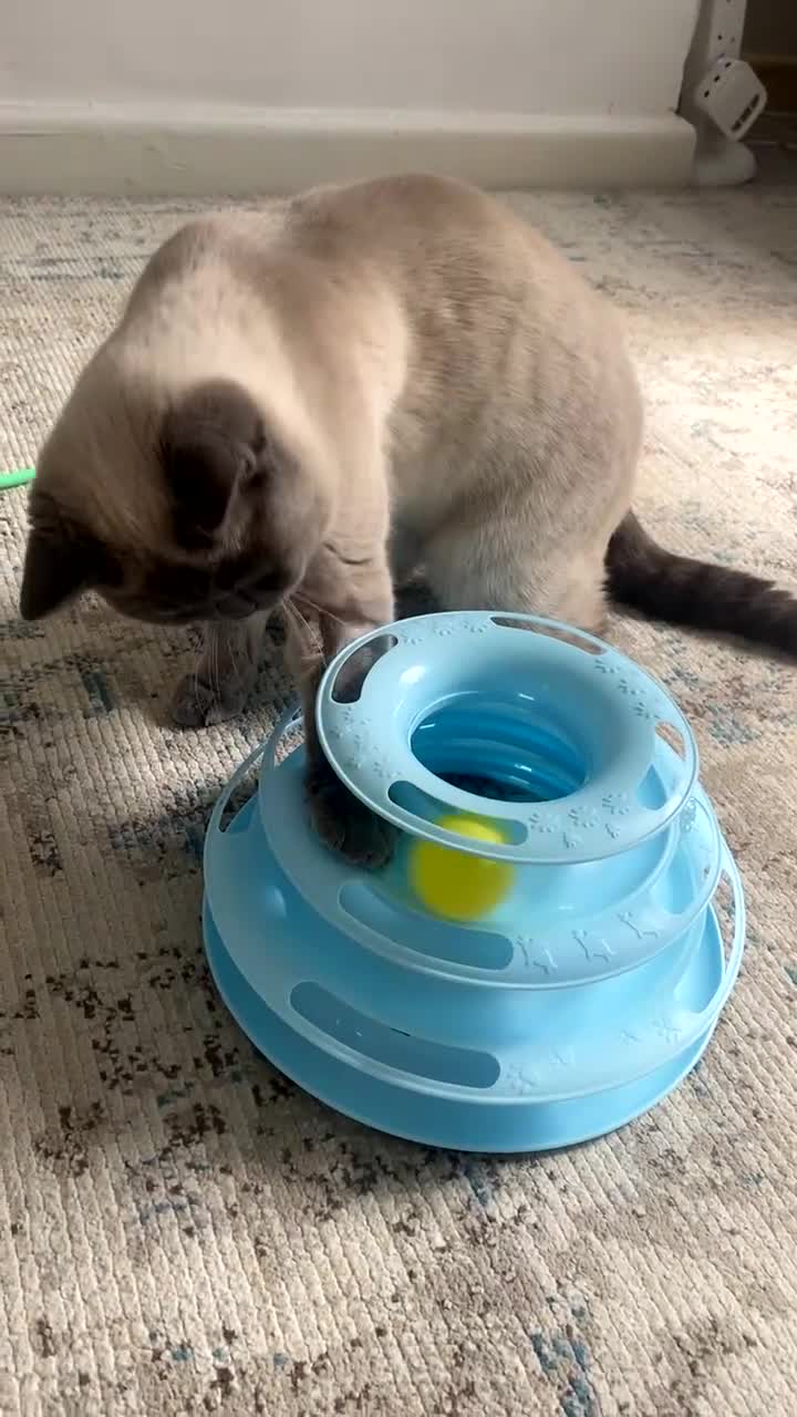 British Shorthair cats for sale: British shorthair for sale  - Video 1