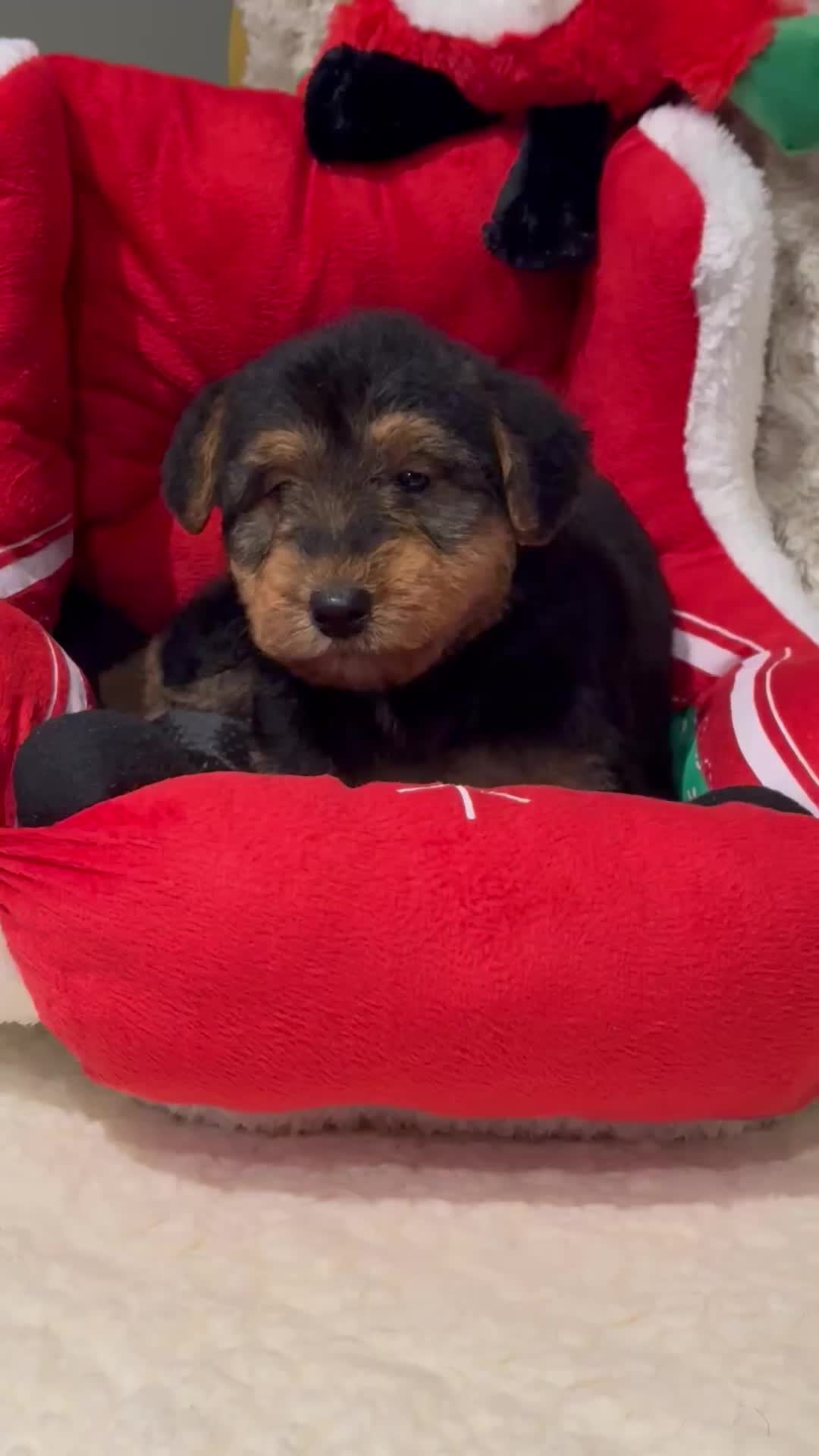 Welsh Terrier dogs for sale: Stunning puppies  - Video 1