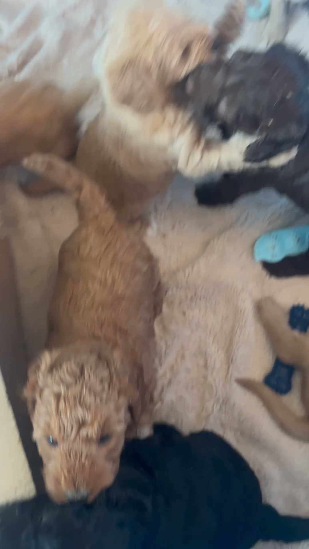 Mixed Breed dogs for sale: 9 Australian Labradoodles  - Video 1