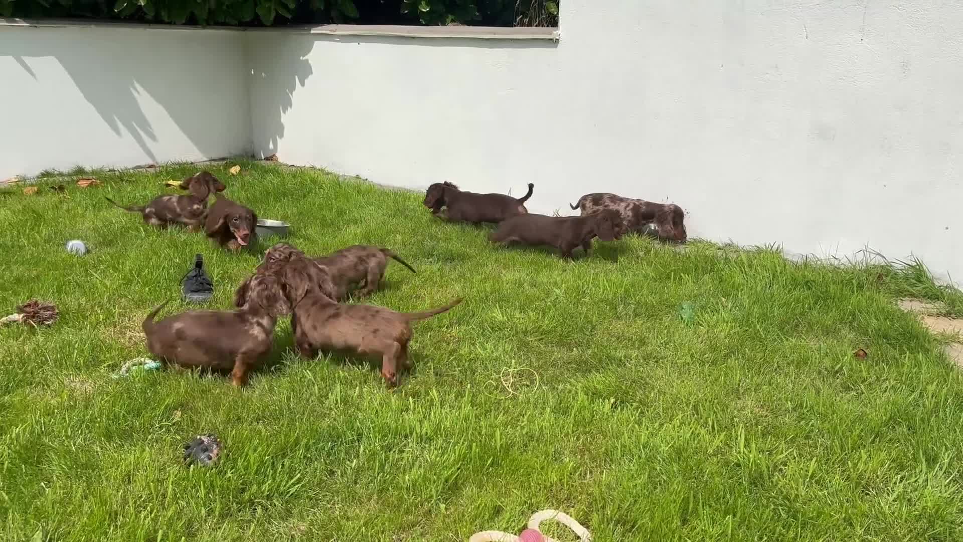 Miniature Dachshund dogs for sale: Long Haired Miniature Dachshunds - READY NOW! - Video 1