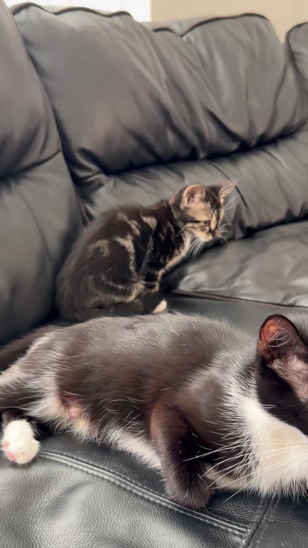 Mixed Breed cats for sale: 2 fluffy male tabby kittens 11 weeks old  - Video 2