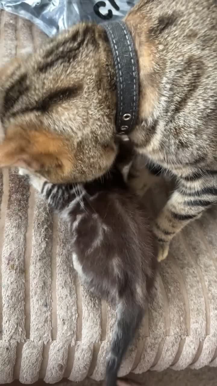 Mixed Breed cats for sale: Bengal x nebelung  - Video 3