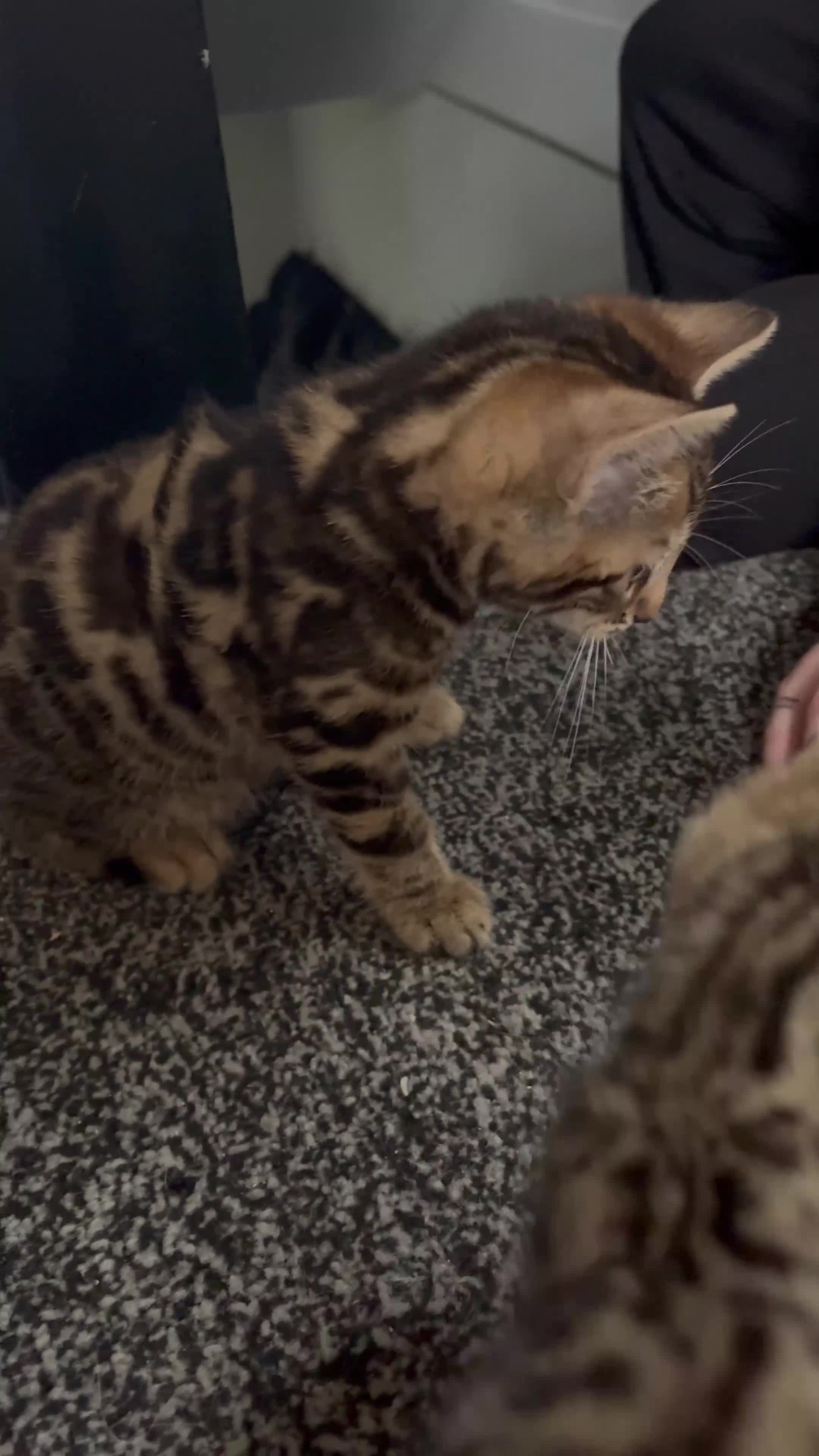 Bengal cats for sale: BEGAL CROSS TABBY - Video 2