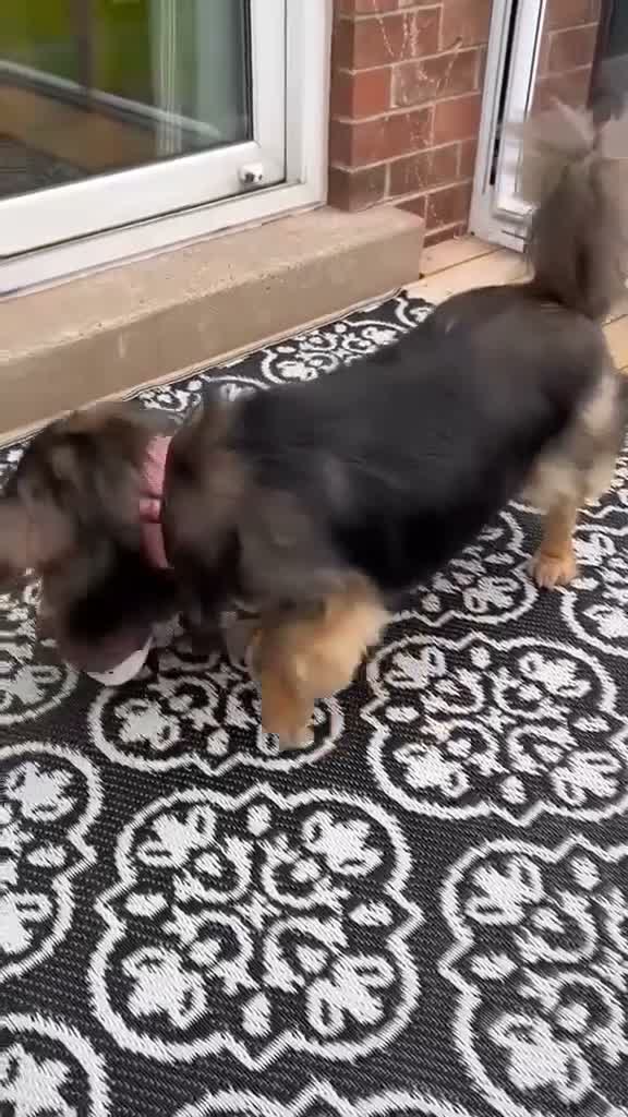 Mixed Breed dogs for adoption: 🐾💙 REX – A CHARMING LITTLE GENTLEMAN 💙🐾 in Chester - Video 2