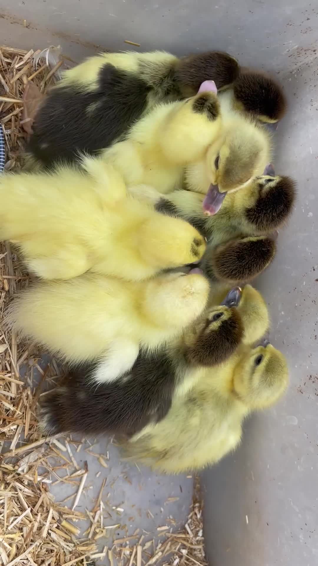 Ducks poultry for sale: Baby ducks  in London - Video 2