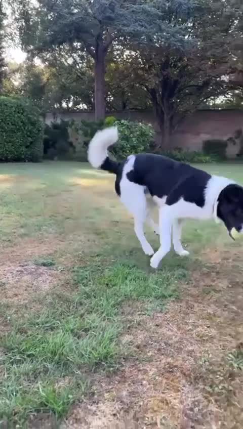 Mixed Breed dogs for adoption: SNOOPY - like a young Border Collie - Video 1