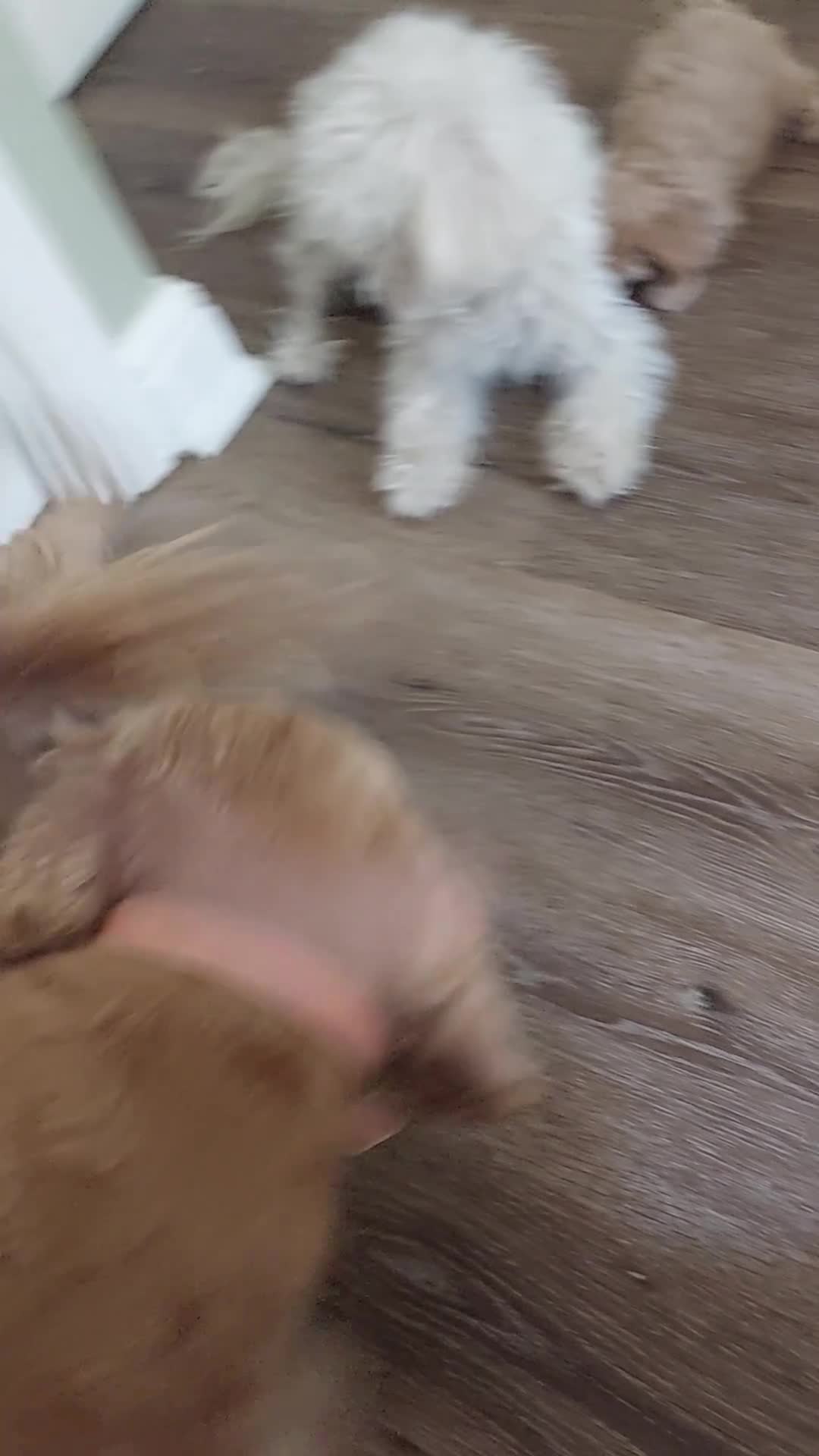 Maltipoo dogs for sale: 2 gorgeous maltipoo boys - Video 1