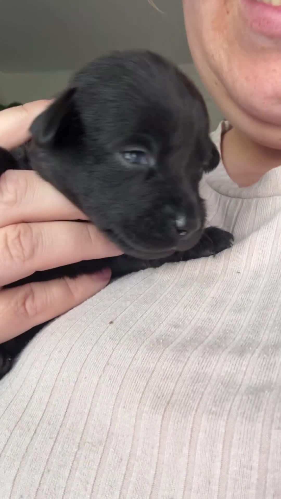 Labrador Retriever dogs for sale: Female black Labrador  - Video 1